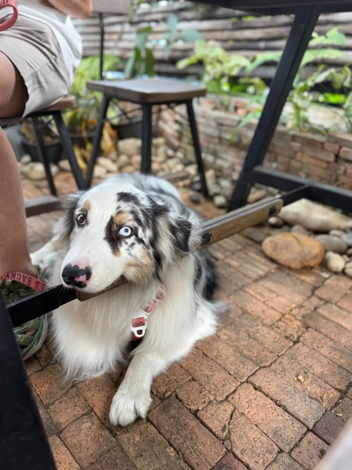 Sloafbake - Sloaf House pets image 1