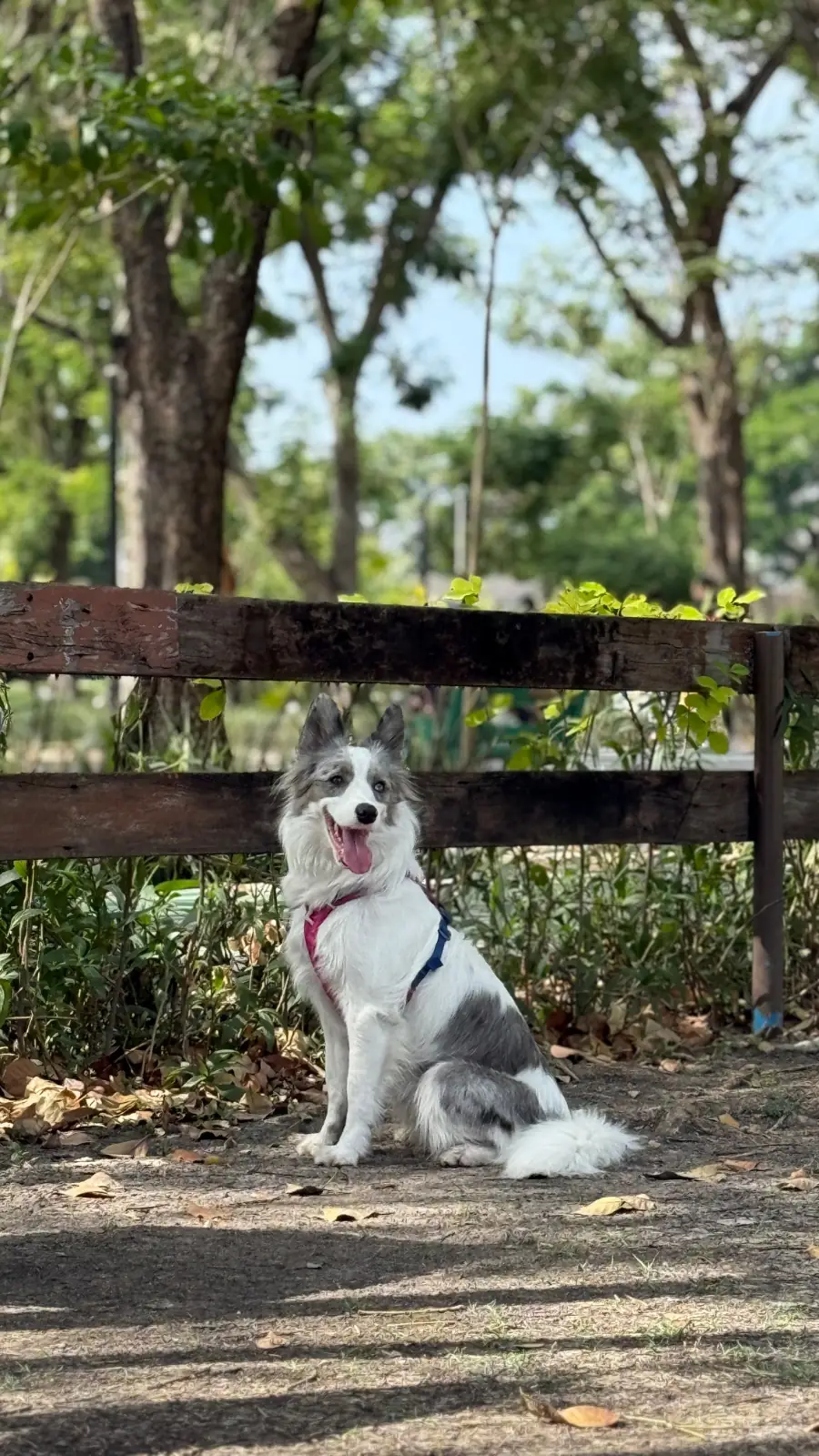 Pet Park pets image 1