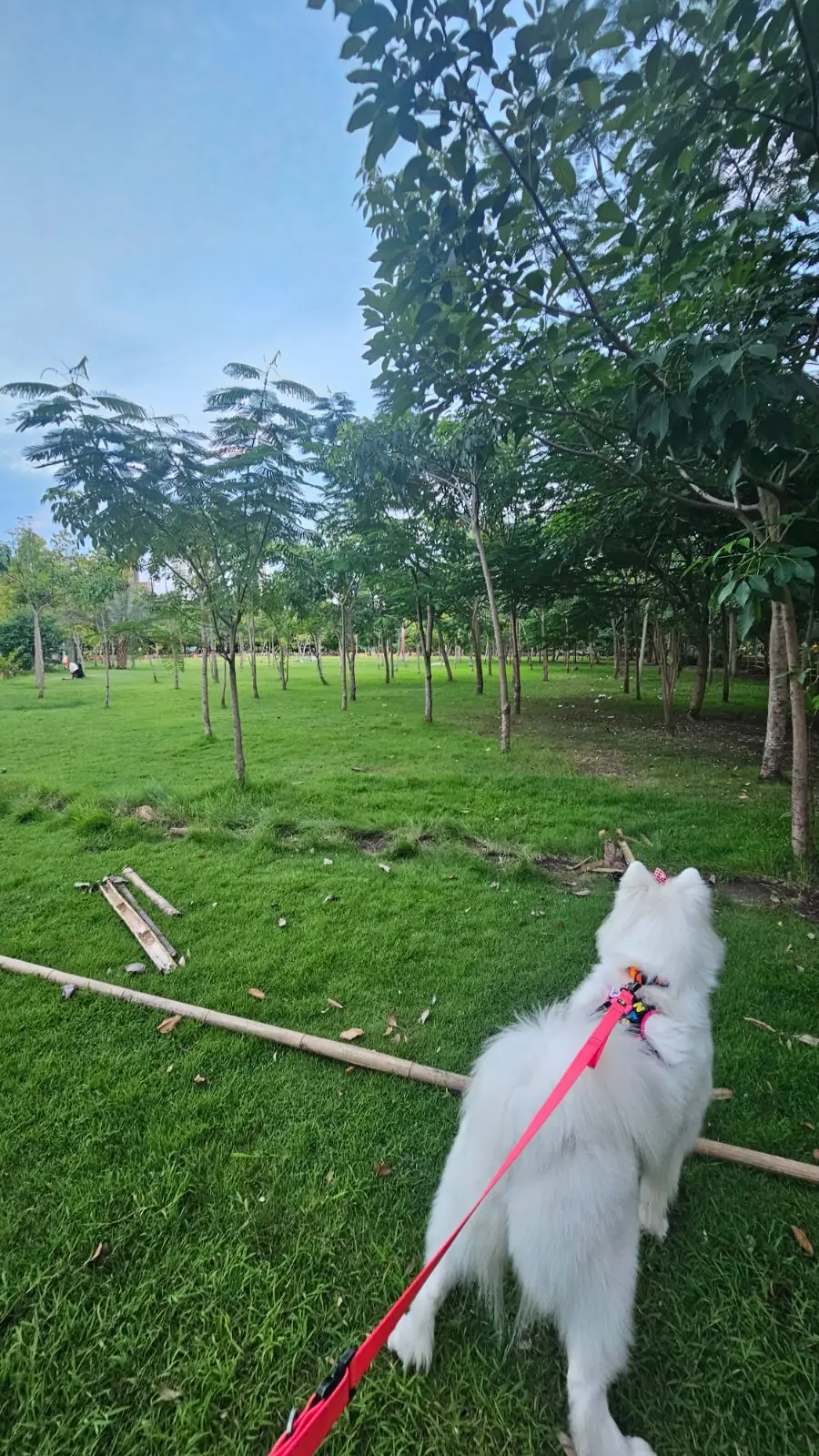 Pet Park pets image 6