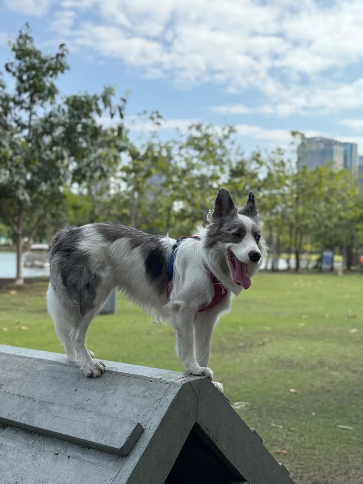 Pet Park pets image 3