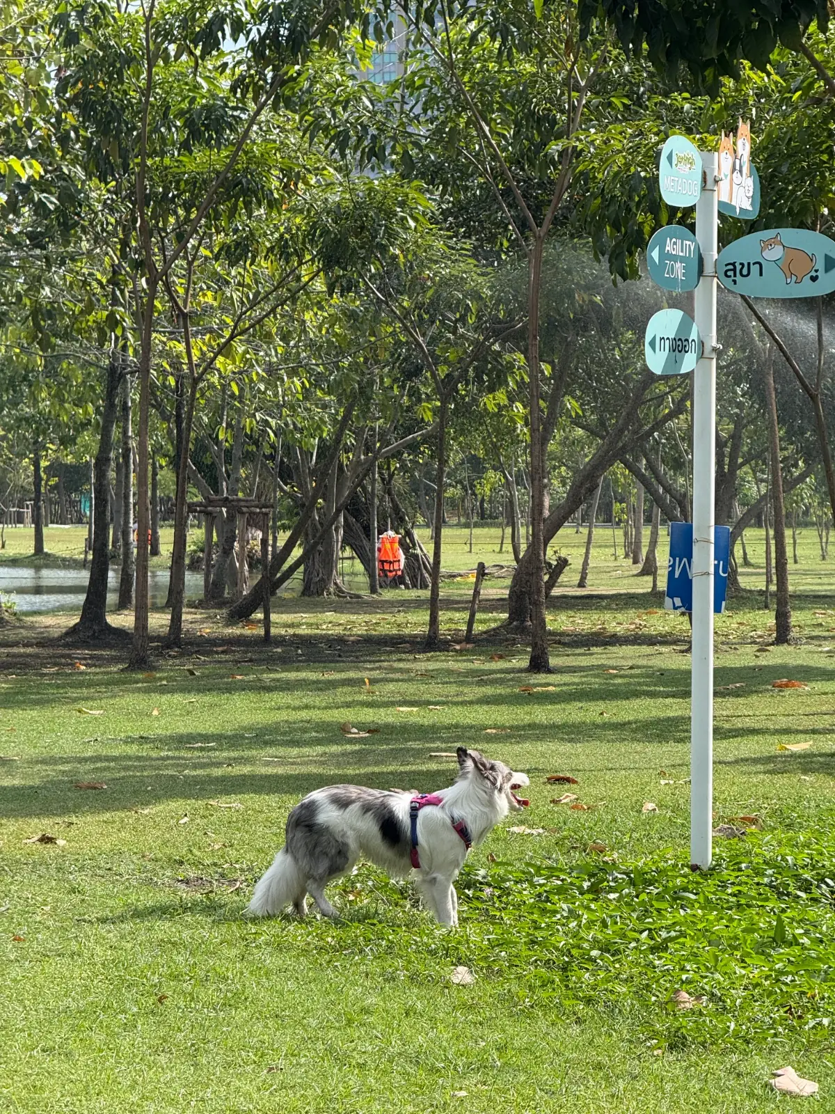 Pet Park pets image 4
