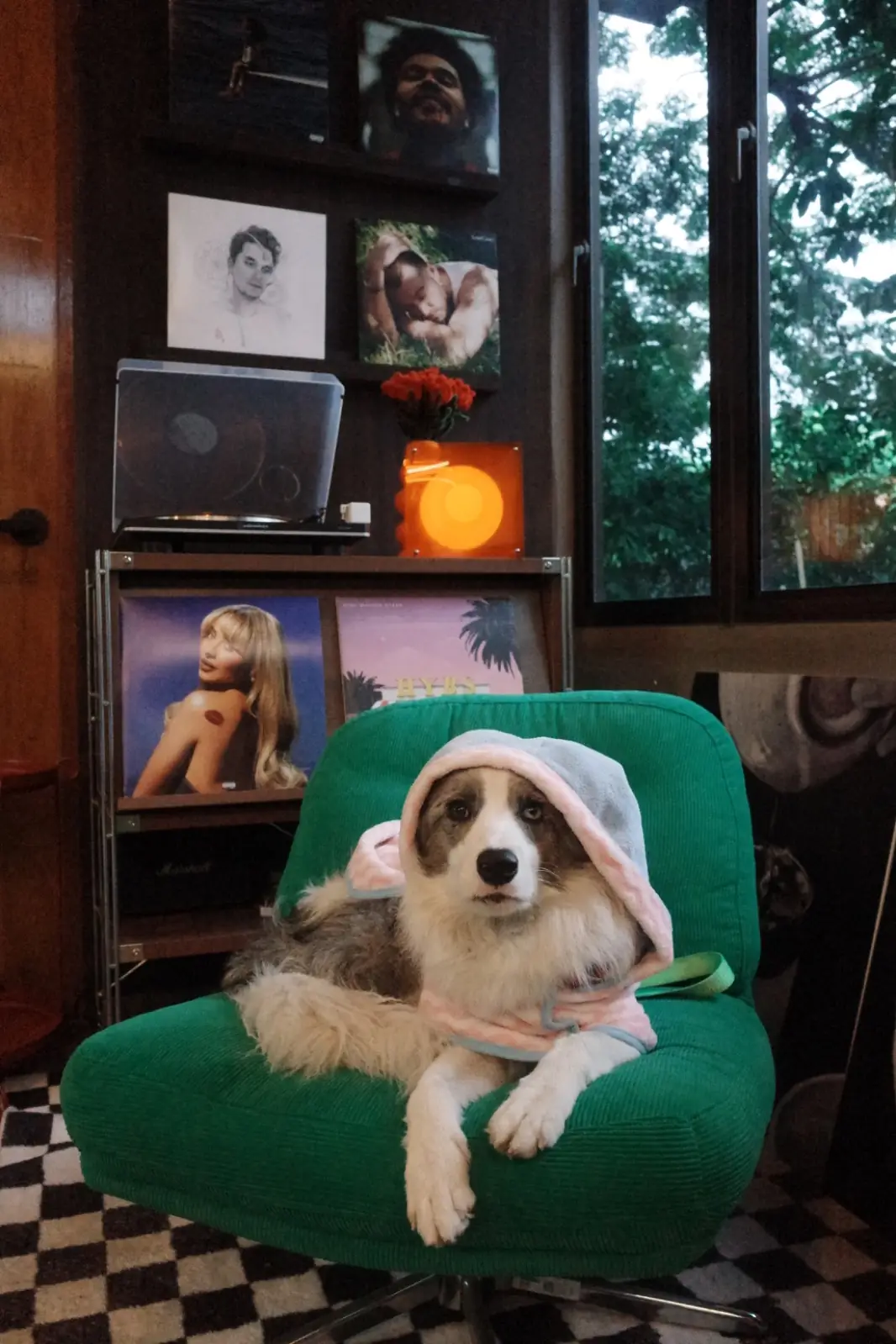 Calmandcoff Cafe pets image 3