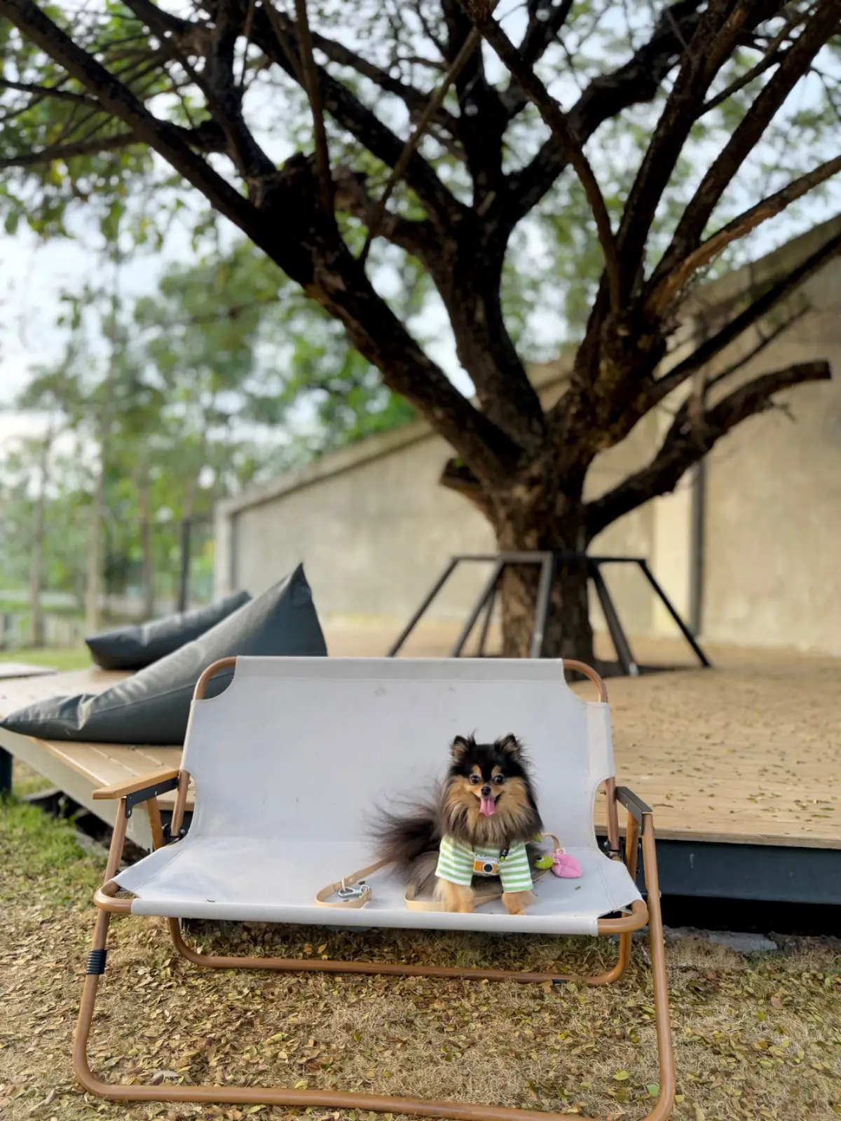 Taling Cafe pets image 3