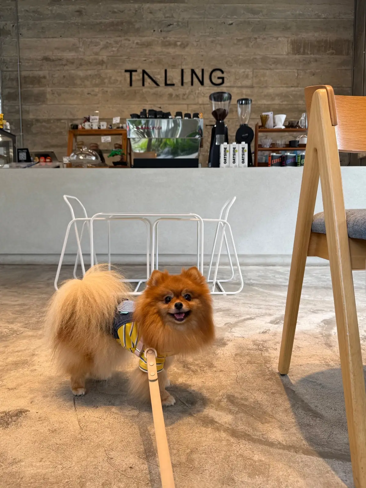 Taling Cafe pets image 5