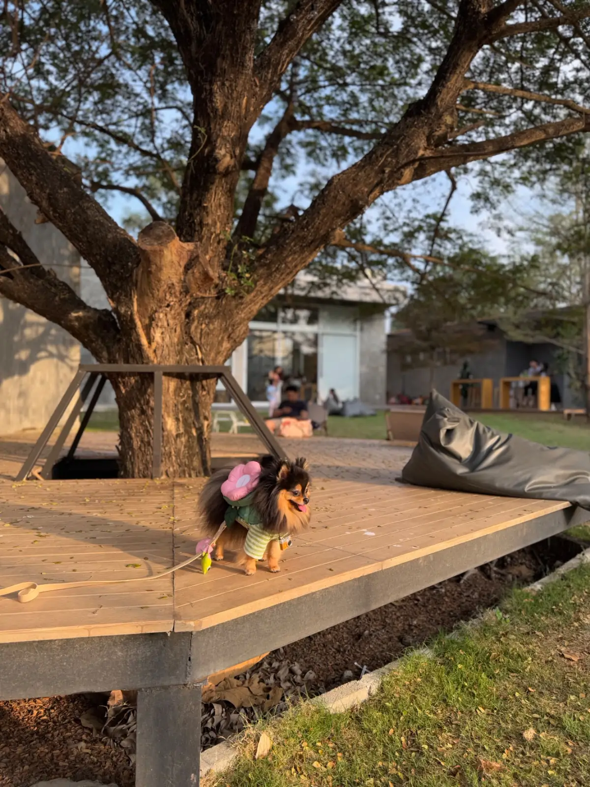 Taling Cafe pets image 1