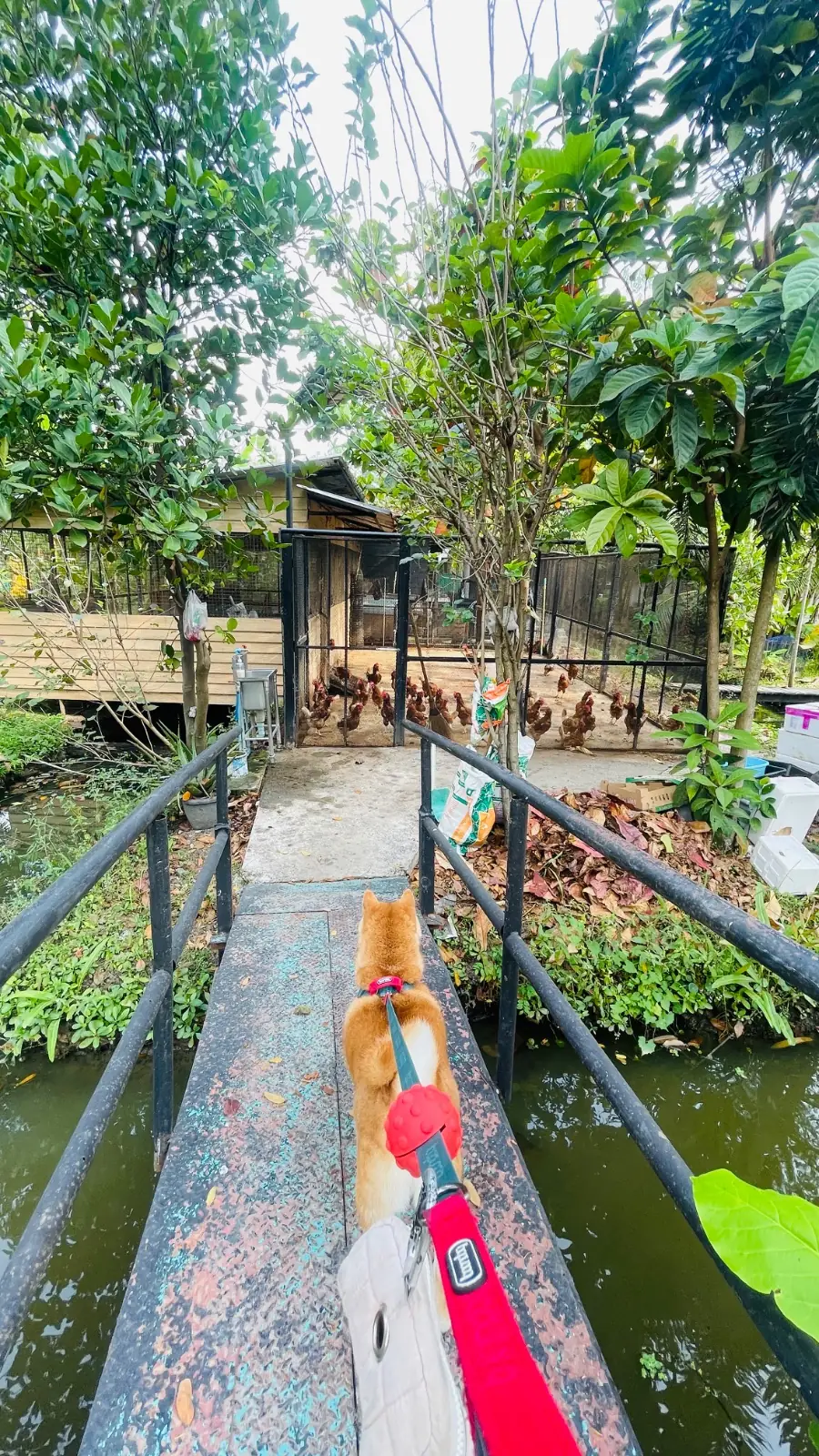 Taling Cafe pets image 4