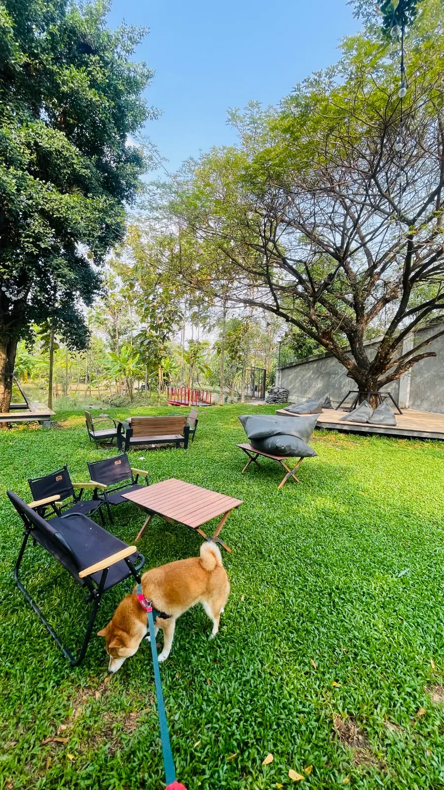 Taling Cafe pets image 7