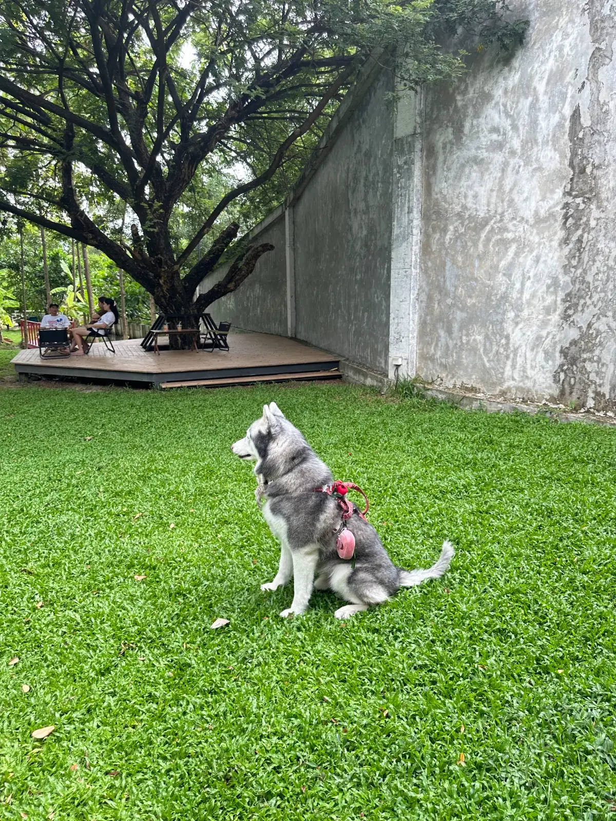 ตลิ่ง คาเฟ่ pets image 18