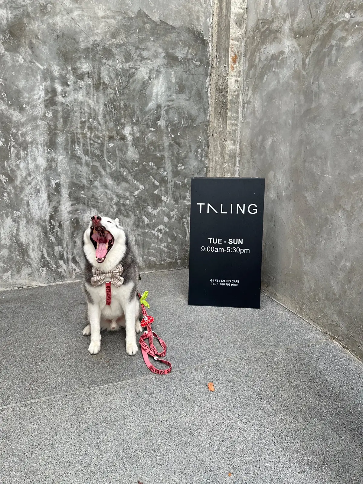 ตลิ่ง คาเฟ่ pets image 16