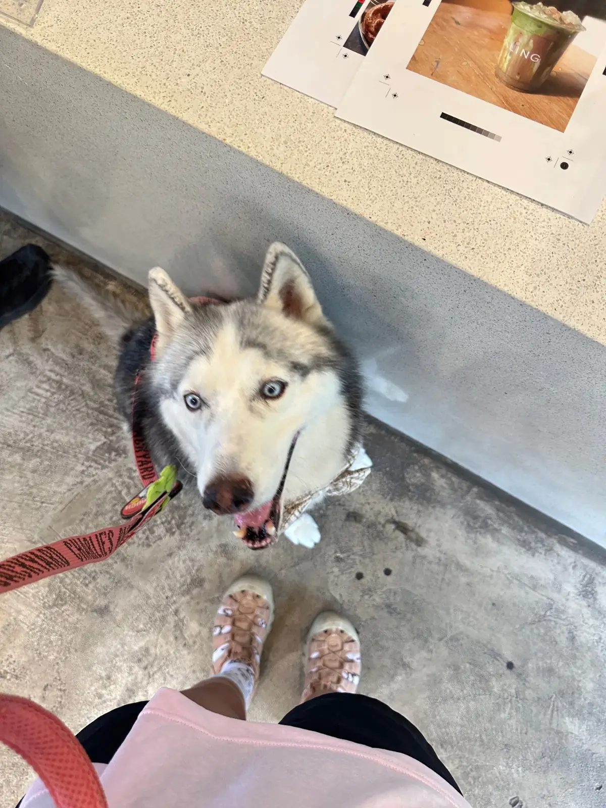 ตลิ่ง คาเฟ่ pets image 17