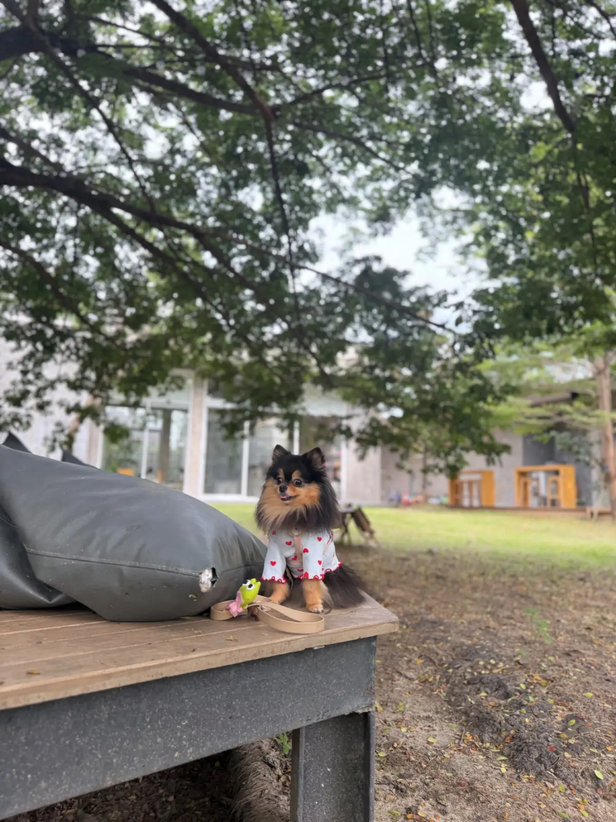 ตลิ่ง คาเฟ่ pets image 10