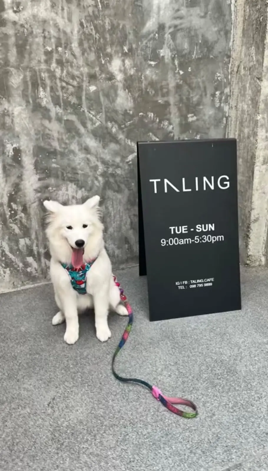 ตลิ่ง คาเฟ่ pets image 11