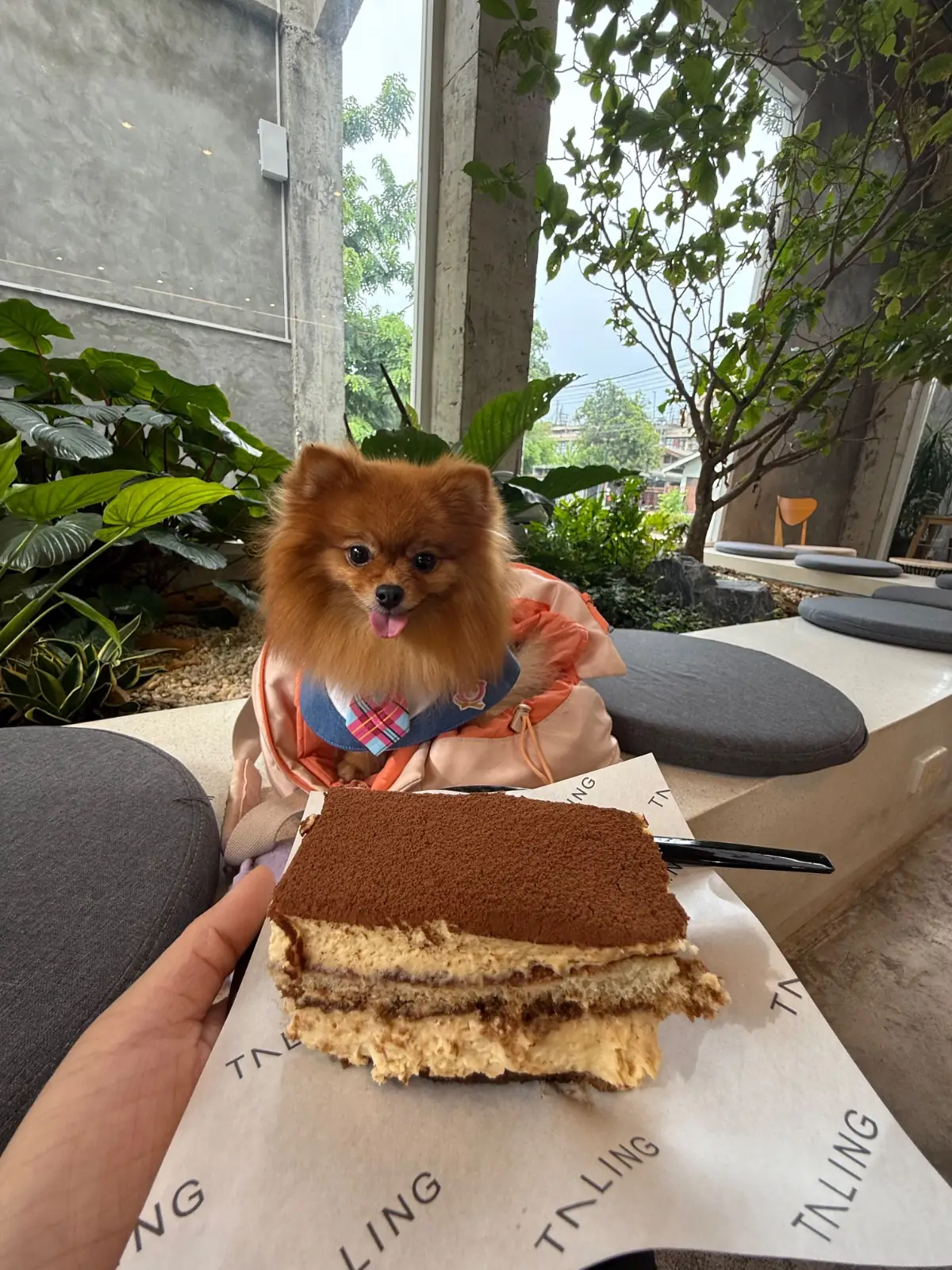 ตลิ่ง คาเฟ่ pets image 12
