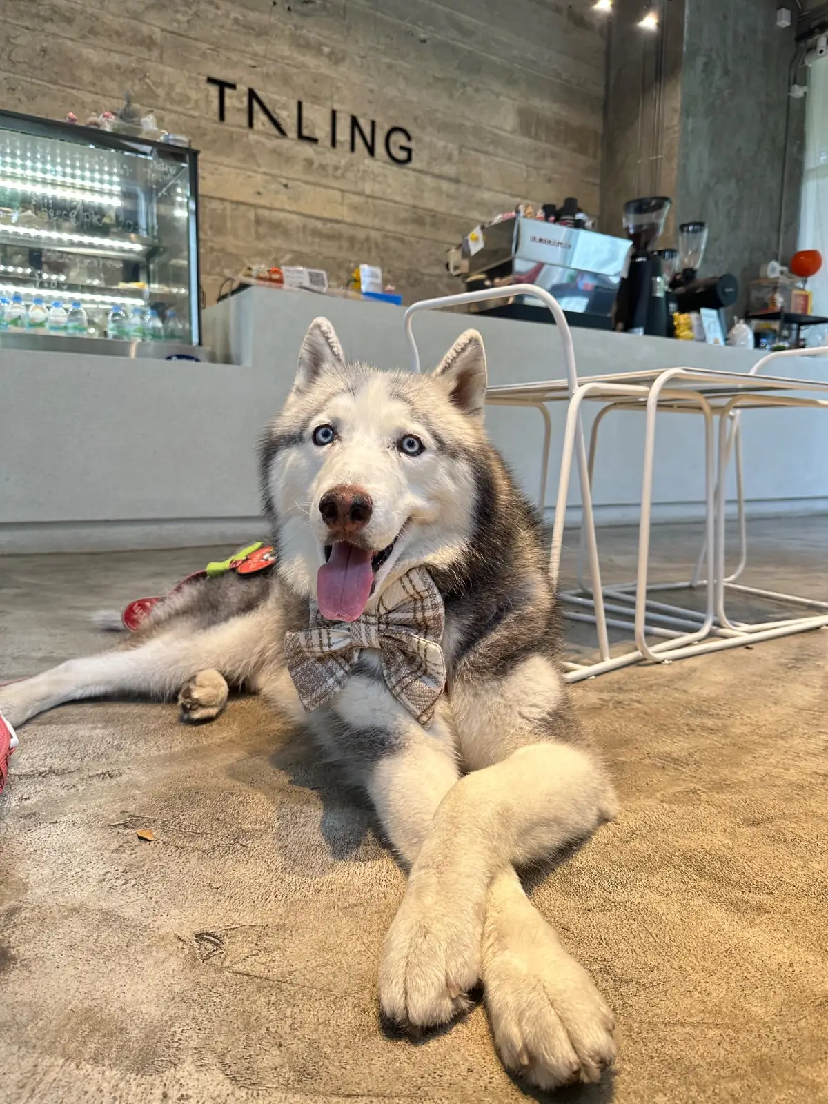 ตลิ่ง คาเฟ่ pets image 15