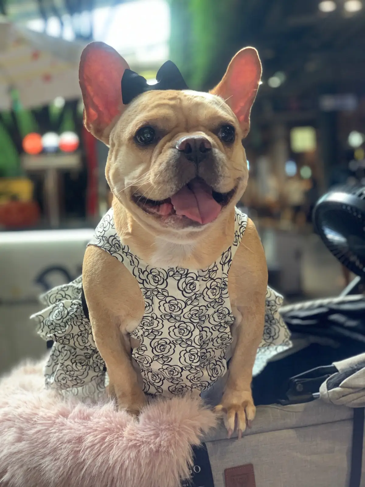 Titicaca - Central Eastville pets image 2