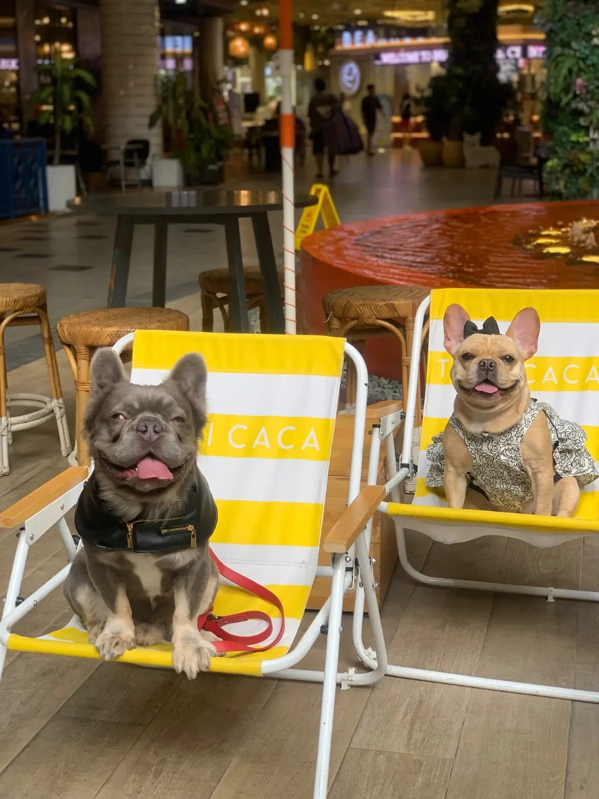 Titicaca - Central Eastville pets image 3