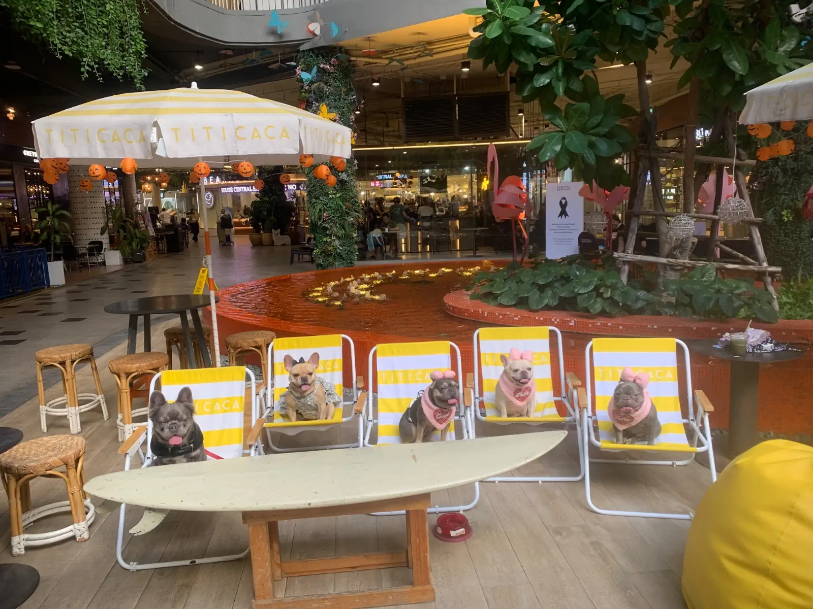 Titicaca - Central Eastville pets image 1